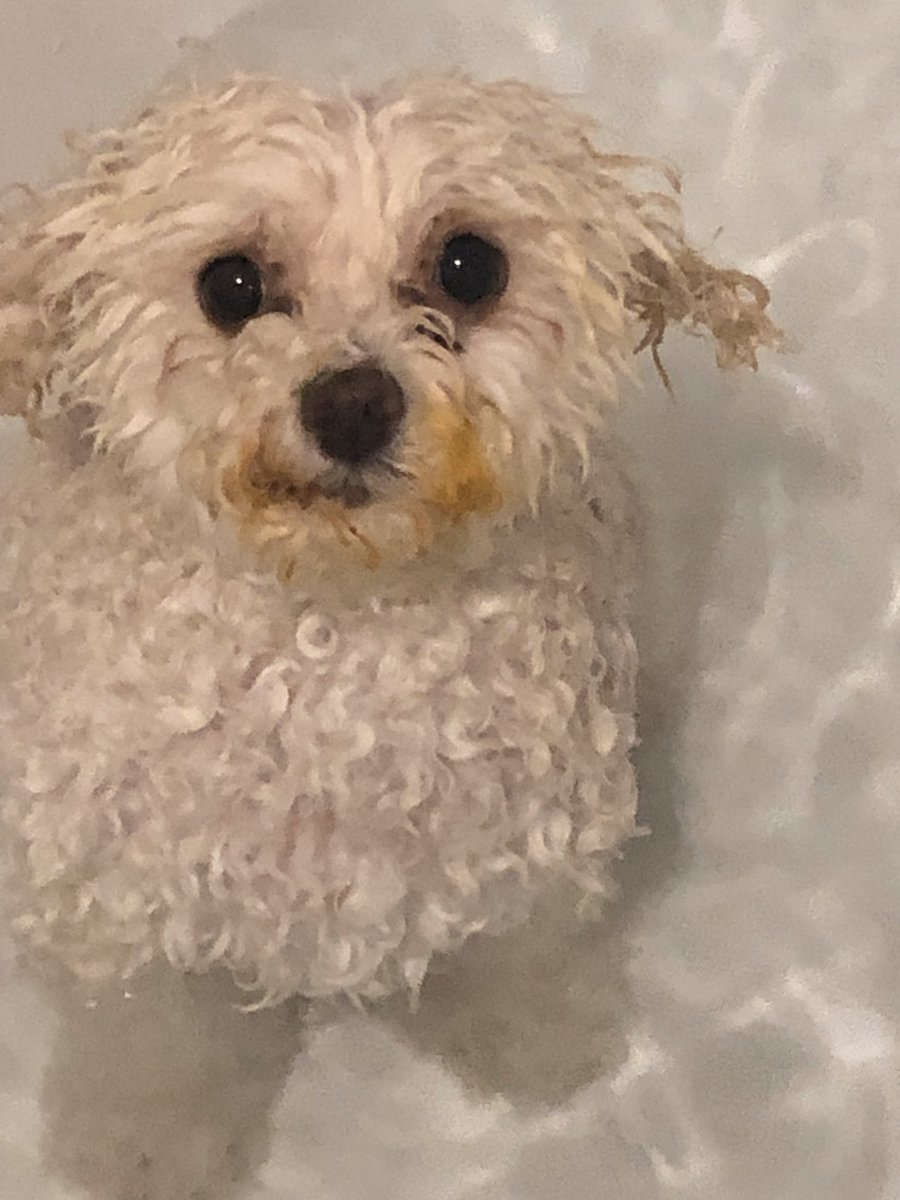 jpselinger's tweet image. Scruba-dub-dub, mighta peed in the tub.