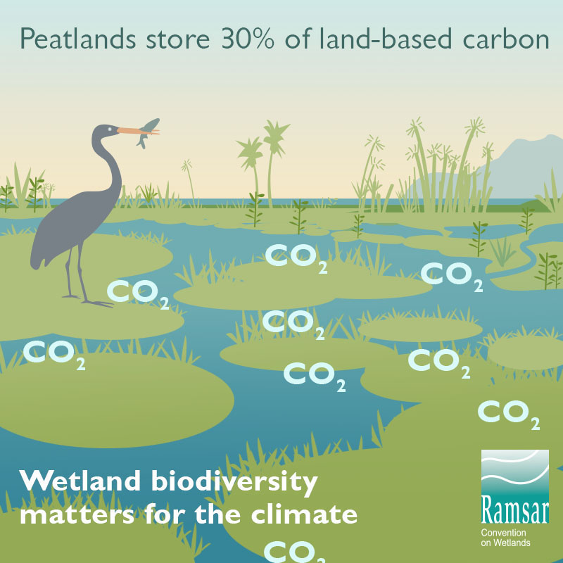 Animated graphic of marsh with a bird, lilly pads and the words CO2 moving around.