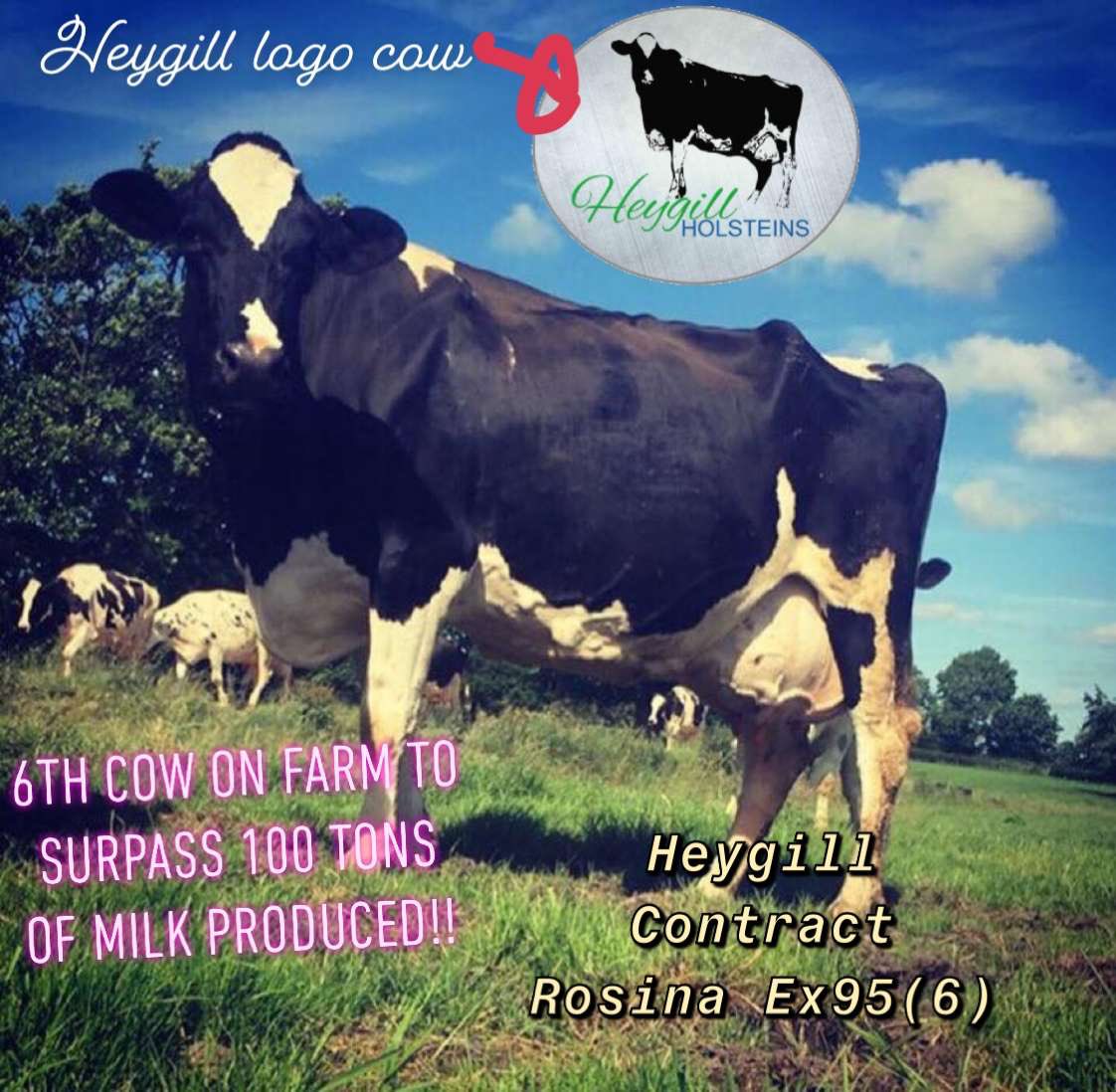 Heygill Holsteins (@_heygill) on Twitter photo 
