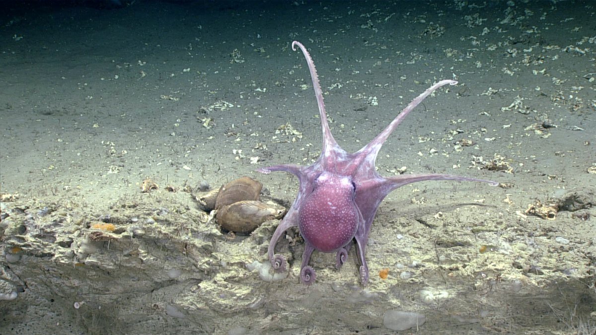 Octopus observed during the Deep Connections 2019 expedition.