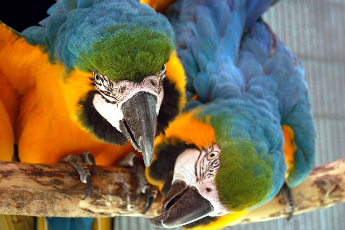 Guaranteed to make any day better.