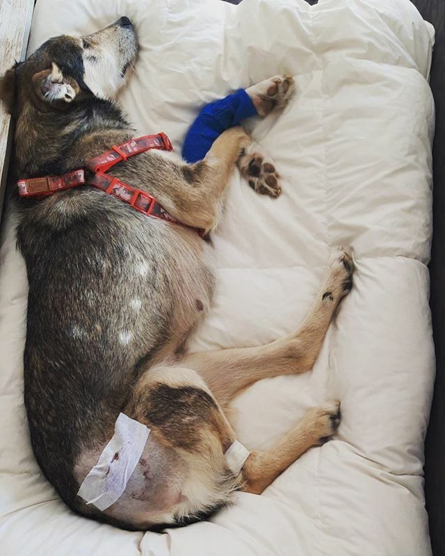 🐾LOBA, ha sido operada esta semana de su luxación de cadera, todo ha salido muy bien, también su patita que fue lo primero que le operaron van muy bien :) .
.
Está en acogida y se porta fenomenal, muy cariñosa, y tranquila, Miriam su mama de acogida … ift.tt/3b0901T