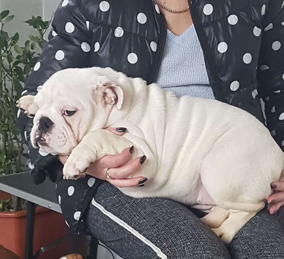 ImpireVictory's tweet photo. Prety girl! Ready for a new home💝💝💝🥰 https://t.co/XtJXOO3Skw
