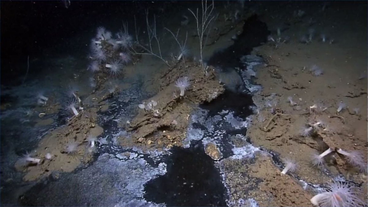 Dark, dense water forms a river on the seafloor.