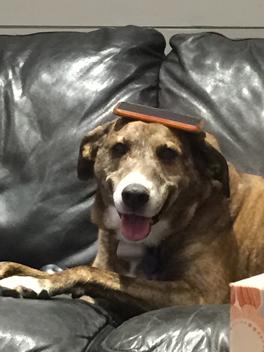 hockeyjamie's tweet photo. Today is your #gotcha day
I will never get over losing you, way too soon
In honor of Pappy on his gotcha day #RIPPappy
#AdoptDontShop
๐๐๐ https://t.co/clFd9LllHd