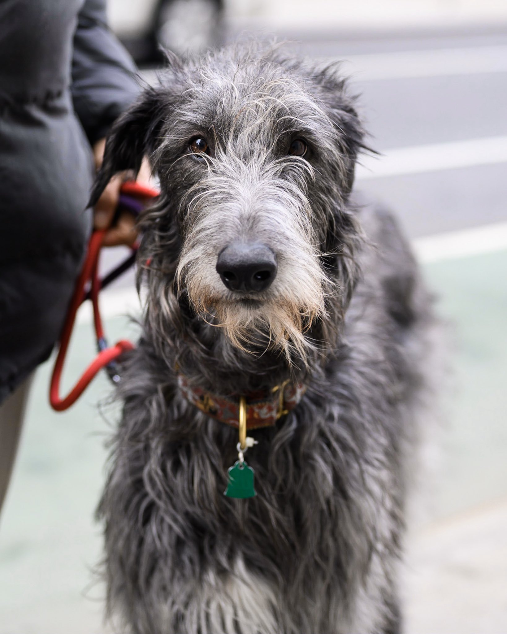 skotsk deerhound
