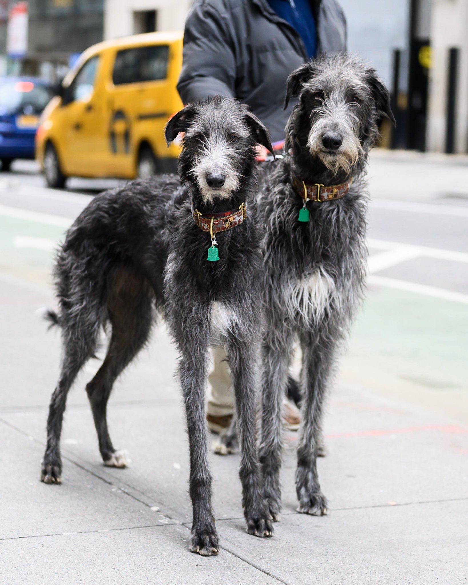 skotsk deerhound