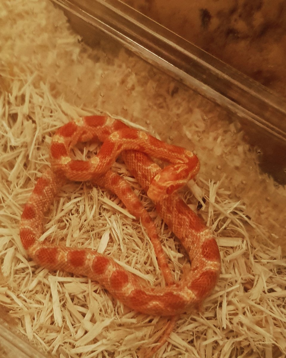 LadyVonChimp's tweet photo. My new scaley baby, Pantera! Absolutely in love 😍🐍

#snakes #cornsnake @SnakeDiscovery https://t.co/oiMP5ec8we