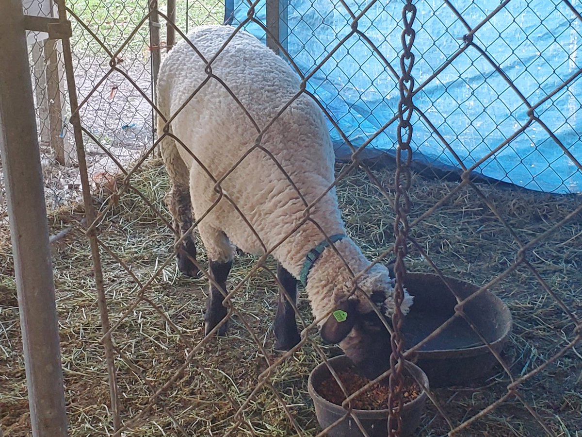 NmmsSteam's tweet photo. NMMS's new Agriculture teacher, Mr. Edward's, and his students were outside caring for the animals on campus today.  🐄🐖🐑🐐🦆 #nmmssteam #STEAMMagnetProgram #STEMeducation #steam #ag #agriculture #ffa https://t.co/3Kfb92LPU6