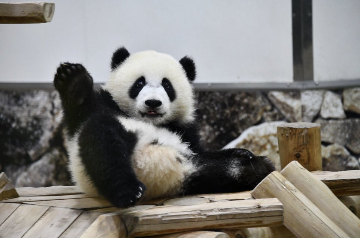 背景資料写真家かさこ 無料画像毎日投稿 V Twitter おはようございます 動物園めぐりもしているのですが パンダといえば南紀白浜のアドベンチャーワールド 並ばず ６頭ものパンダがみれます 今日も背景資料となる写真を 何枚か投稿していきたいと思います