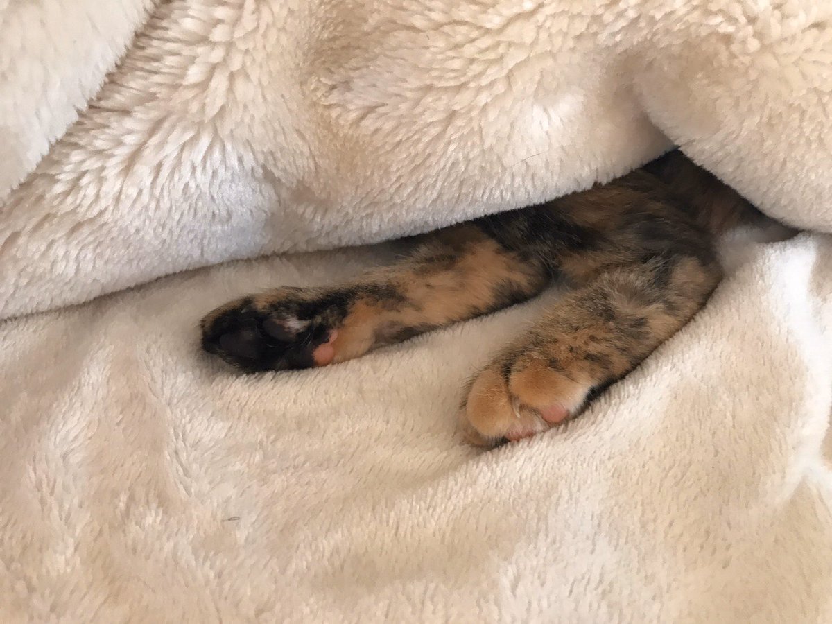 あめとくも あめちゃんの魅力的な 御御足 猫 猫好きさんと繋がりたい 猫のいる幸せ 猫写真 麦わら猫 まだら模様 毛布 肉球 あめとくも あめとくも あめちゃんの魅力的な 御御足 猫 猫好きさんと繋がりたい 猫のいる幸せ 猫写真 麦わら猫 まだら模様 毛布 肉球 あめとくも