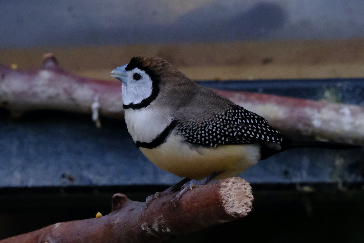 A small bid with black wings with white spots, a light brown belly, and a white chest with a dark stripe across it sits on a stick. It has a white face with a ring of black feathers around it.