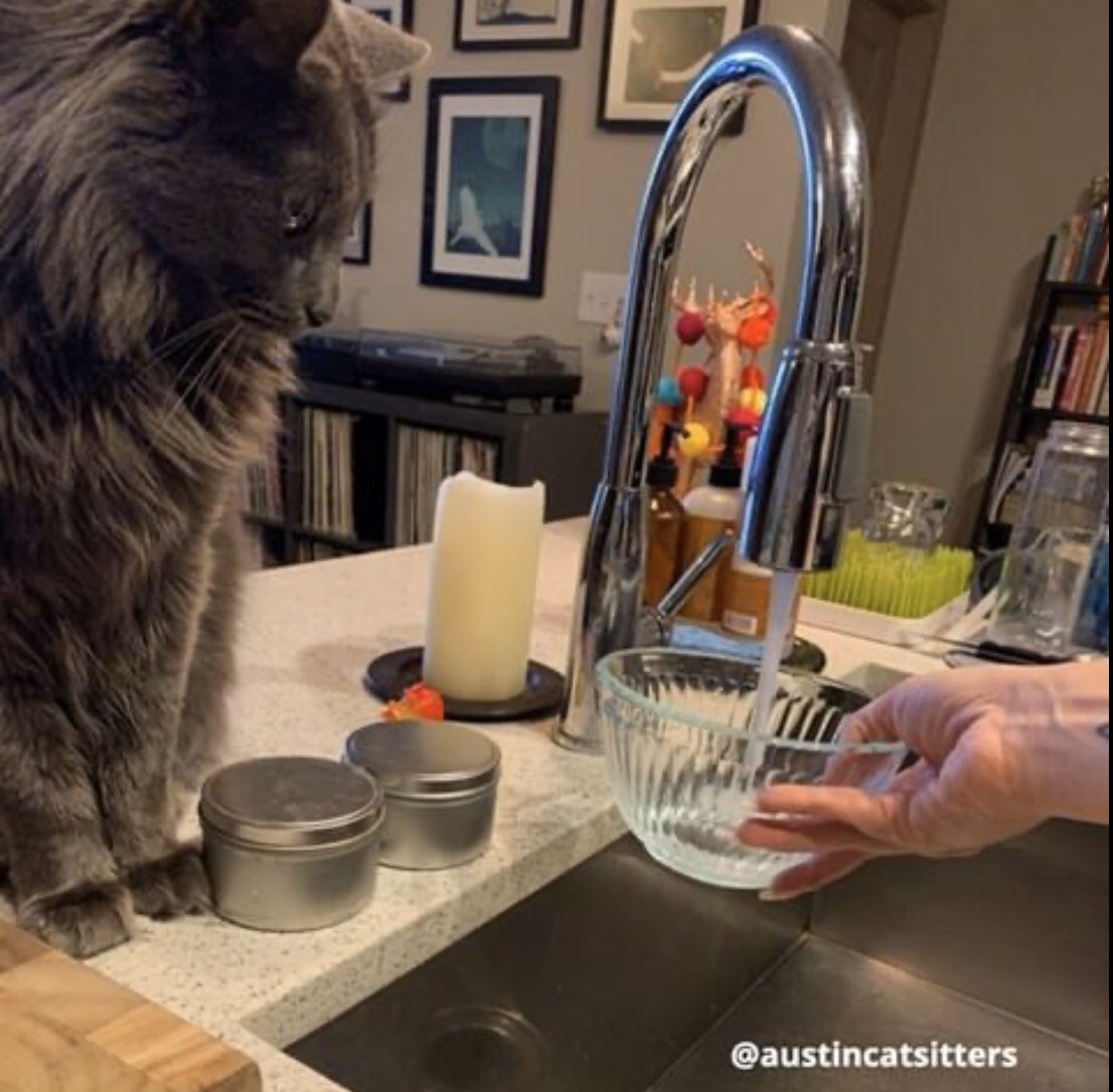 KittyKatFlat's tweet photo. Photos courtesy of @austincatsitters #kittykatflat #meow #furryfriday https://t.co/J6VjKfXLuG