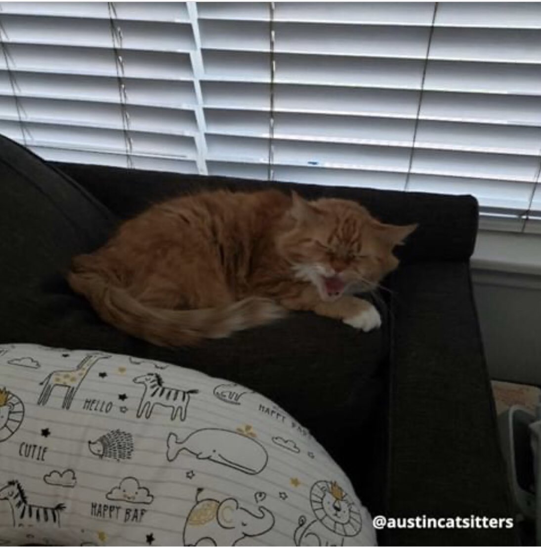 KittyKatFlat's tweet photo. Photos courtesy of @austincatsitters #kittykatflat #meow #furryfriday https://t.co/J6VjKfXLuG