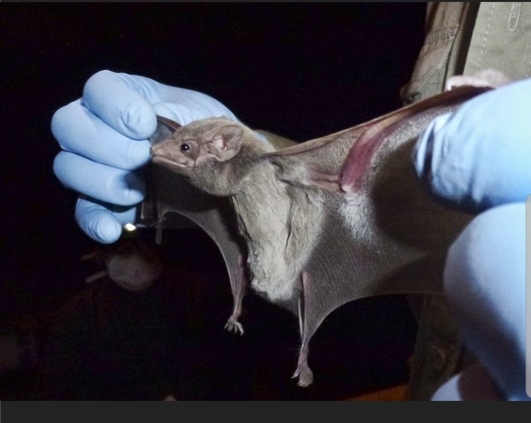 Bat and  #CoronaBeer: the origin of  #coronarvirus