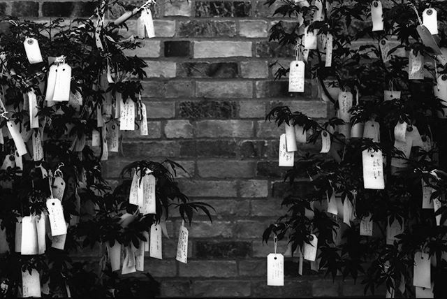 Wish trees ♥️

@heong_gallery for Yoko Ono’s Sky Pieces exhibition.

#hope #wishtree #yokoono #35mmfilmphoto #washifilm ift.tt/392UiWd