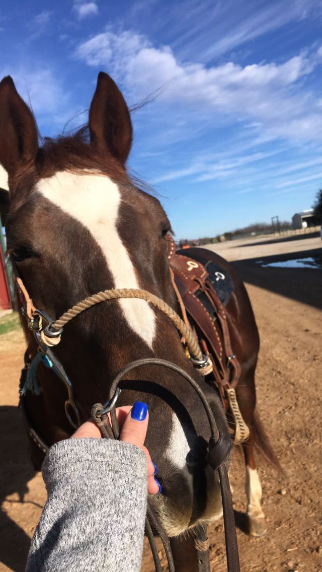 graceornelas1's tweet photo. We almost lost one of the best horses that we can call our own, but God answered so many prayers! We are so blessed to have this monster in the family and so grateful for a successful surgery. :) #TheRedMamba #Perfecto #OrnelasQuarterHorses https://t.co/vKI3JXkY1T