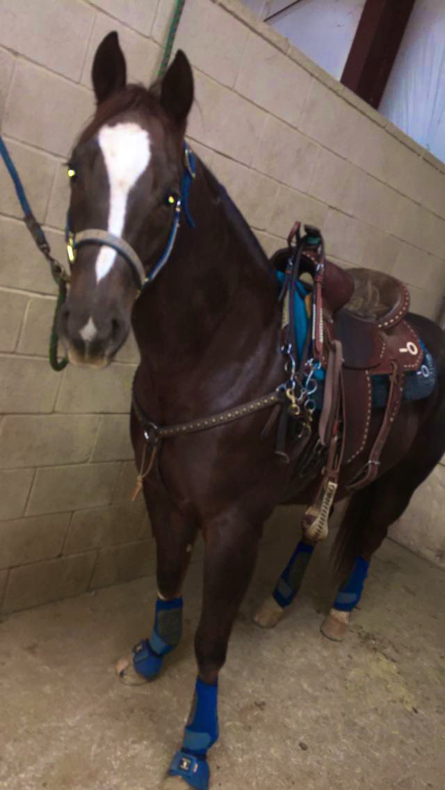 graceornelas1's tweet photo. We almost lost one of the best horses that we can call our own, but God answered so many prayers! We are so blessed to have this monster in the family and so grateful for a successful surgery. :) #TheRedMamba #Perfecto #OrnelasQuarterHorses https://t.co/vKI3JXkY1T