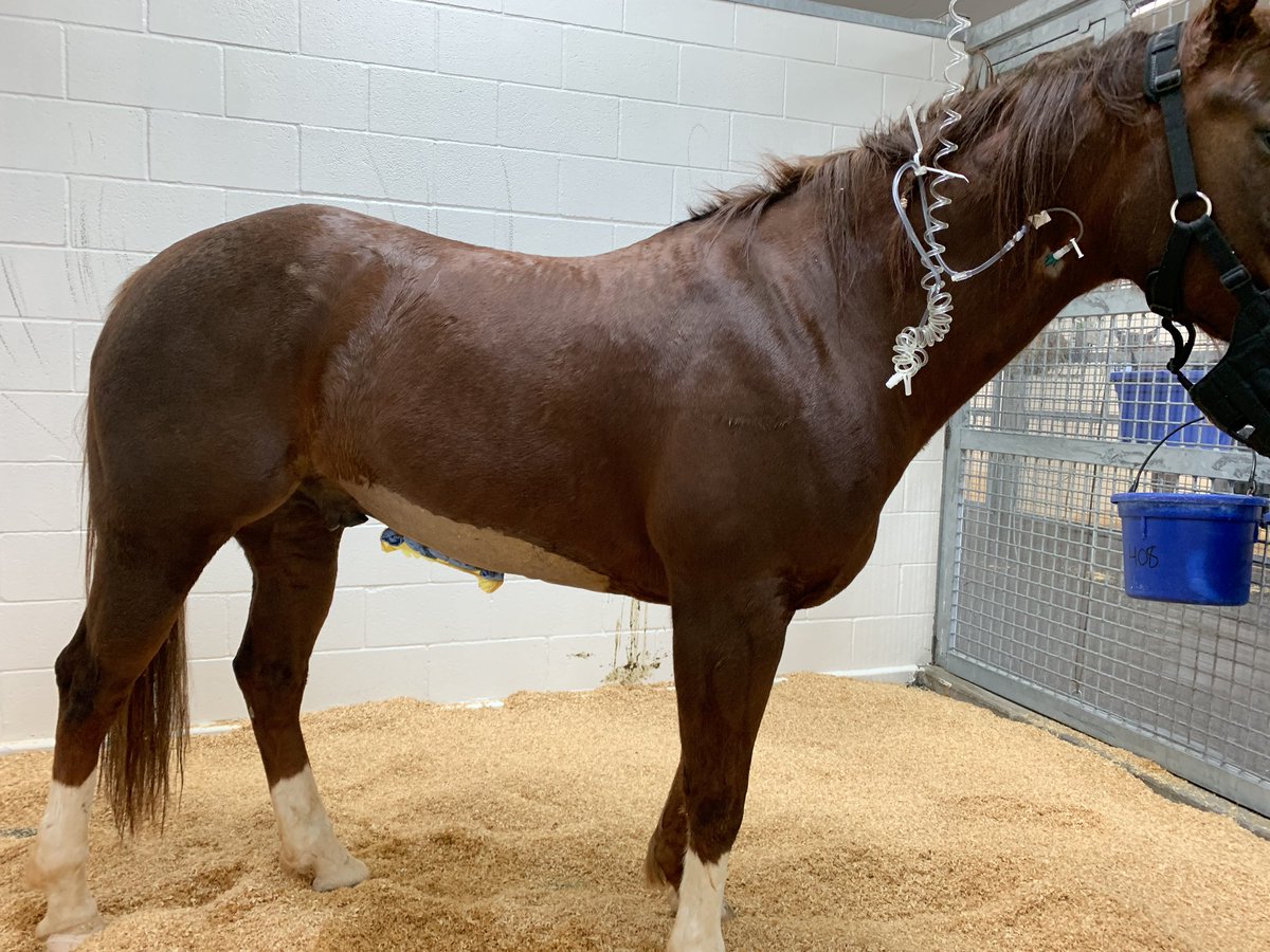 graceornelas1's tweet photo. We almost lost one of the best horses that we can call our own, but God answered so many prayers! We are so blessed to have this monster in the family and so grateful for a successful surgery. :) #TheRedMamba #Perfecto #OrnelasQuarterHorses https://t.co/vKI3JXkY1T