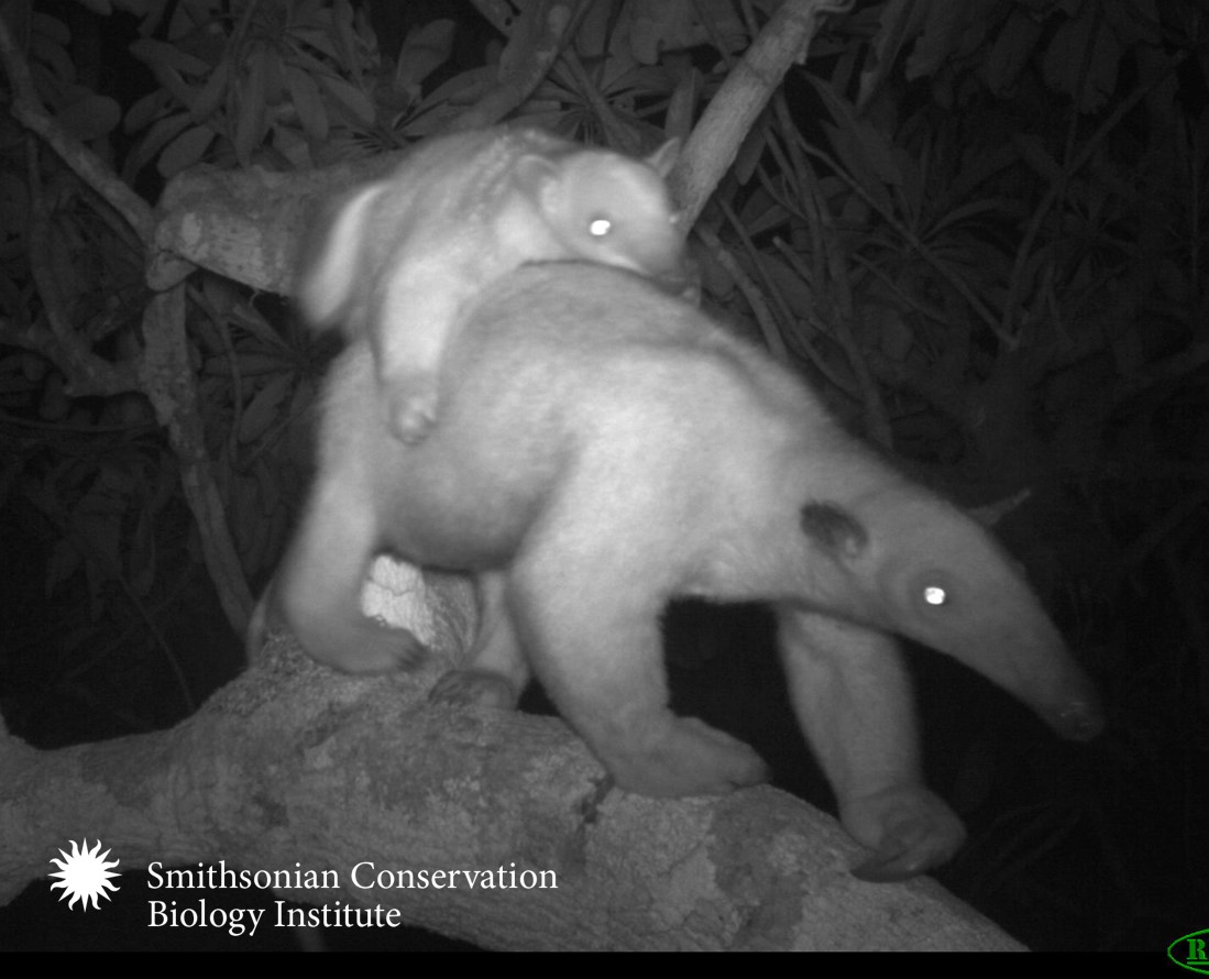 Chiropotes's tweet photo. Symposia accepted for #ATBC2020 on connectivity solutions with #canopybridges and mysteries revealed with #arborealcameratrapping! Thanks to @theATBC! Congrats @CarrascoFarah @JFMwildlife Fernanda Abra, Giselle Narvaez @PiMForget @thereal_jayhay @AndyRainforest and many others! https://t.co/p4cTLOh1XC