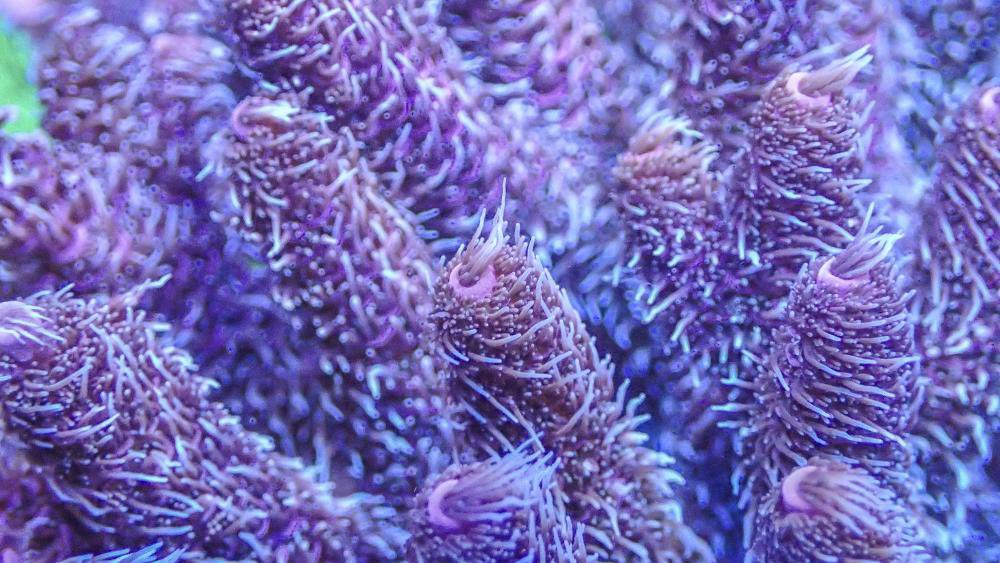 Reefanabolics's tweet image. Fuelled by Reef Anabolics 

Daniels Zheng’s 4ft custom reef tank 😯 🇸🇬 

Beautiful 🌈 🐠 

#RA #Reefanabolics #reefingmadeeasy #neptune #apex #reeftank #saltwatertank #elite #reefing #corals #lpscorals #spscorals #allmymoneygoestocorals #Singaporereefing