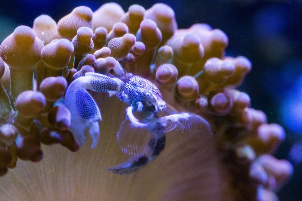 Reefanabolics's tweet image. Fuelled by Reef Anabolics 

Daniels Zheng’s 4ft custom reef tank 😯 🇸🇬 

Beautiful 🌈 🐠 

#RA #Reefanabolics #reefingmadeeasy #neptune #apex #reeftank #saltwatertank #elite #reefing #corals #lpscorals #spscorals #allmymoneygoestocorals #Singaporereefing