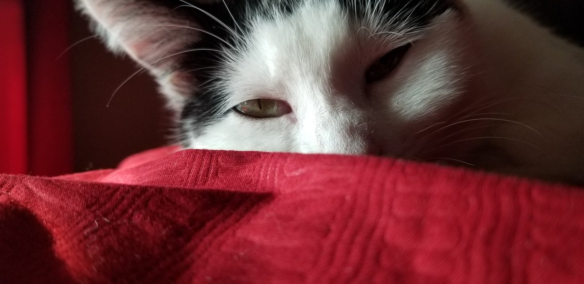 2017Silo's tweet photo. Something non political for your timeline ❤
#Bitzy #sleepykitty #stoptakingmypicture https://t.co/l5g76YUnWv