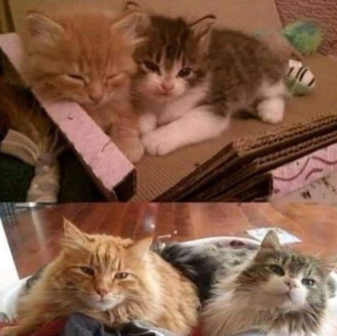 gatitos_qctd's tweet photo. Amigos para siempre 🥺 https://t.co/MuA8aJFOo1