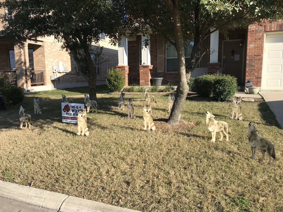 WeissSeniors's tweet photo. These wolves wonโt stop! They are coming for you! #wolfpackattack #seniorcelebration #weisswolves https://t.co/OpLNPJEfgQ
