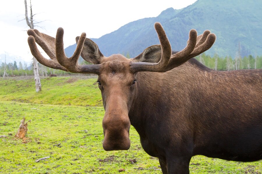moose                     moose