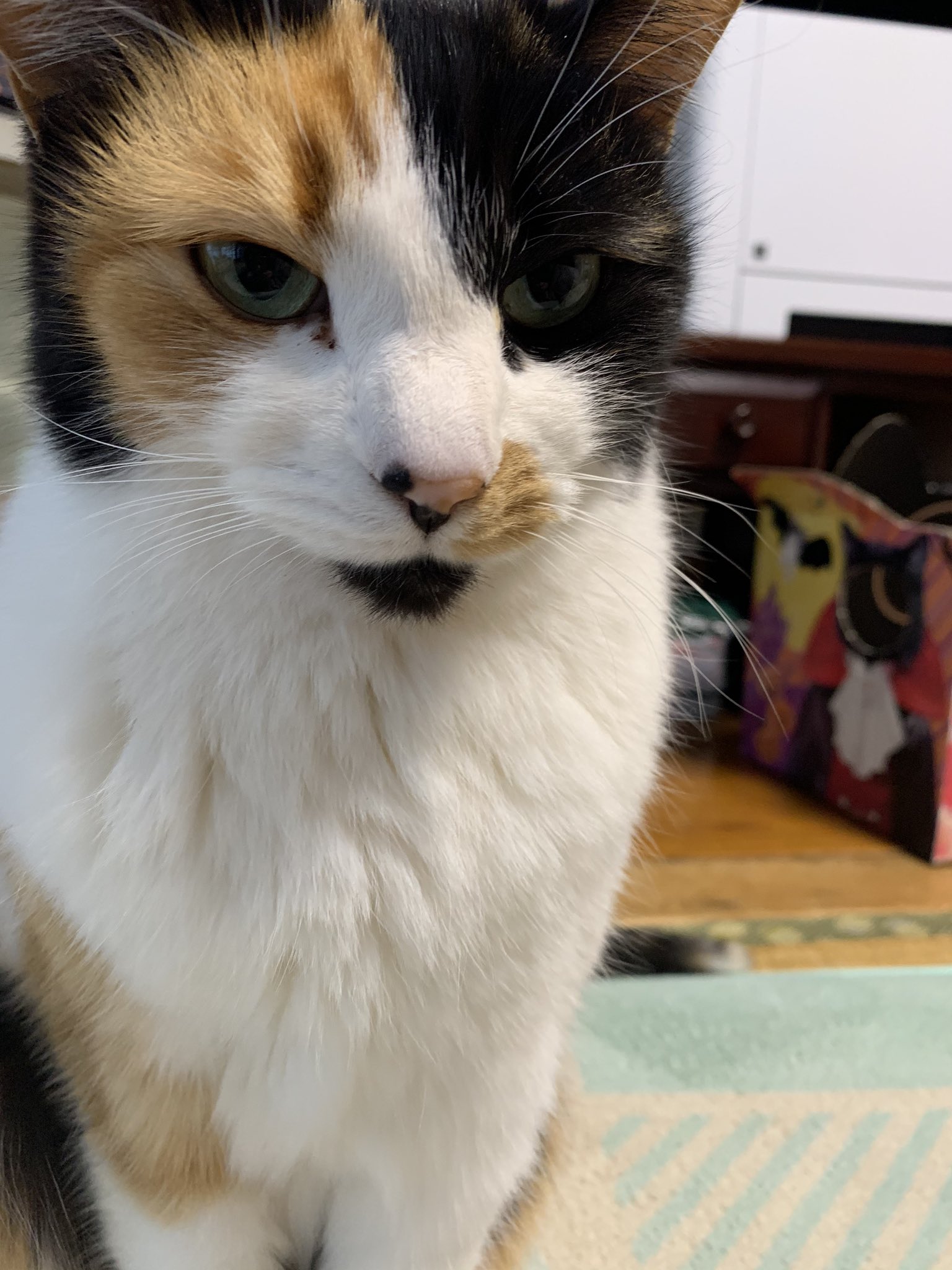 アンティーク大きな瞳や長いヒゲ、まつ毛が美しく、大きなリボンも可愛い招き猫 アンティーク大きな瞳や長いヒゲ、まつ毛が美しく、大きなリボン