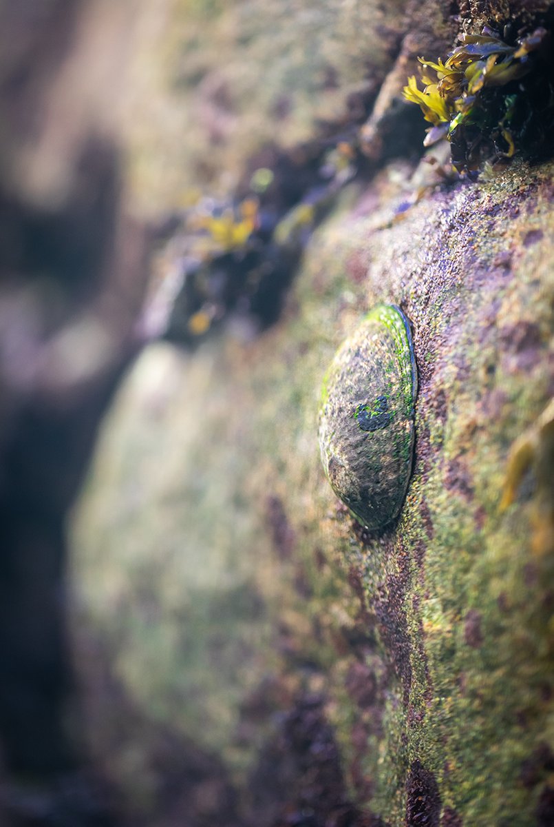 An owl limpet crawled up on its rock.