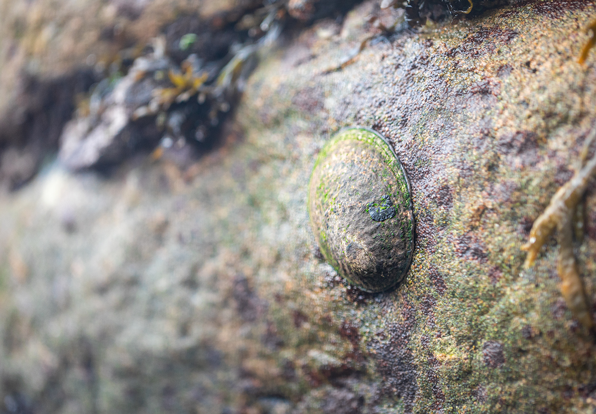 An owl limpet at the Monterey Bay Aquarium