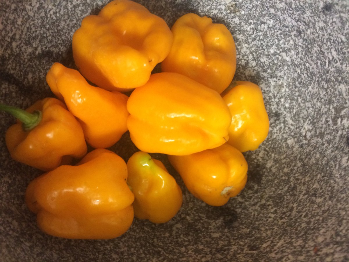 SuperhotSeeds's tweet photo. #Burkinayellowscotchbonnet #peppers #superhotseeds #superhotpepperseeds #capsicumchinense #chiliseeds #Chili #scotchbonnet #hotchilli #hotpeppers #chiliseeds https://t.co/wzy1MOnlsW https://t.co/GBAAJTaDjT