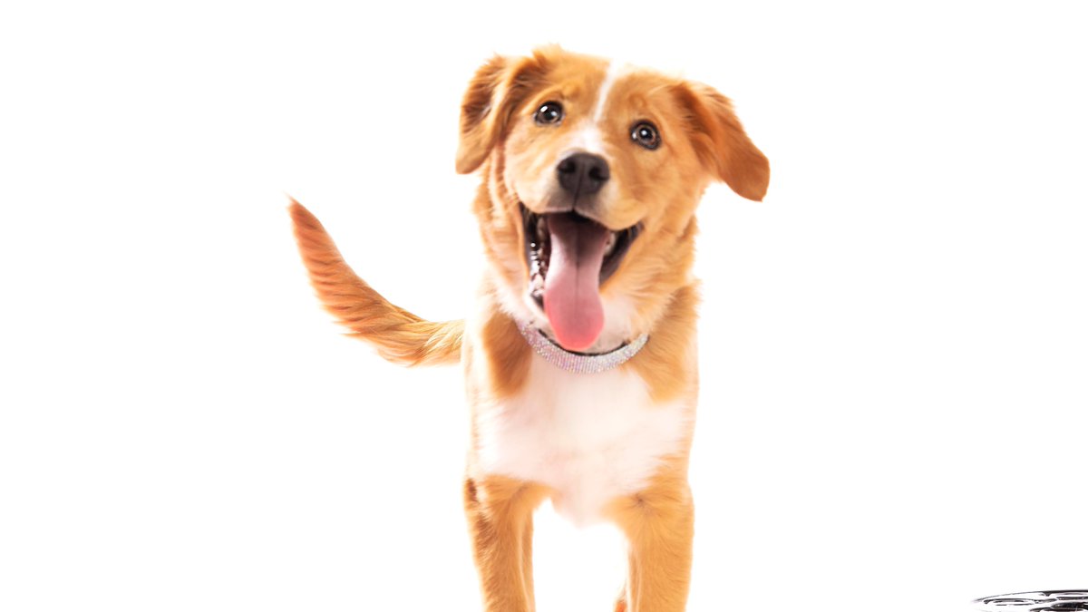 safehandsrescue's tweet photo. Don't you wish all dogs could be this happy!? Get your tickets for The 3rd Annual Fur Ball Gala on April 18, and you will help sweet pups find their loving forever homes. ♥️🐾Tickets at https://t.co/eHmGZgSd0H. #furballmn #dressuptosaveapup #dogsoftwitter #rescuedogs https://t.co/g5oQbGqEm9
