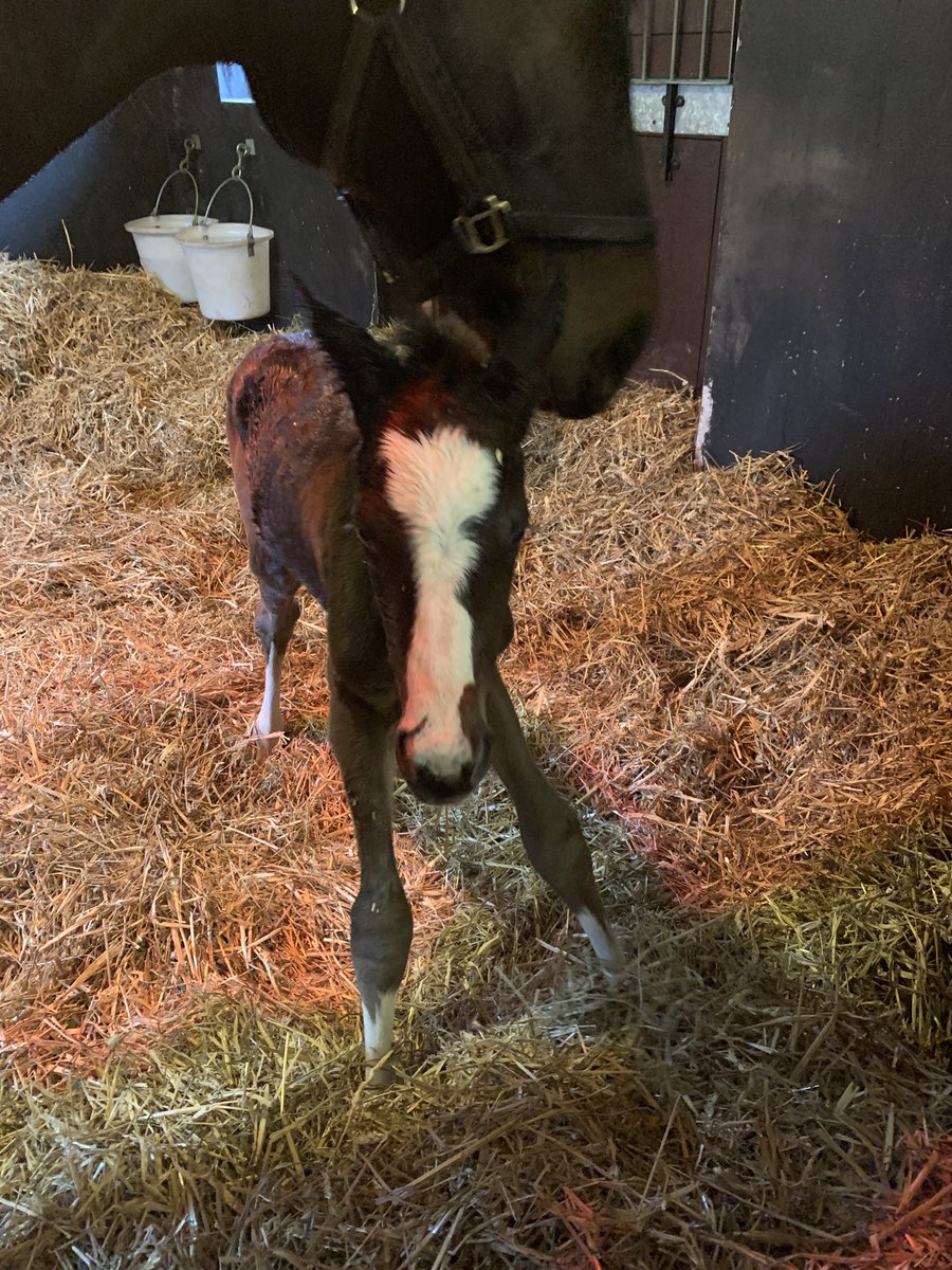MurfittRussell's tweet photo. First Foal of the season, a Showcasing Filly. https://t.co/dyMEAB7bH8