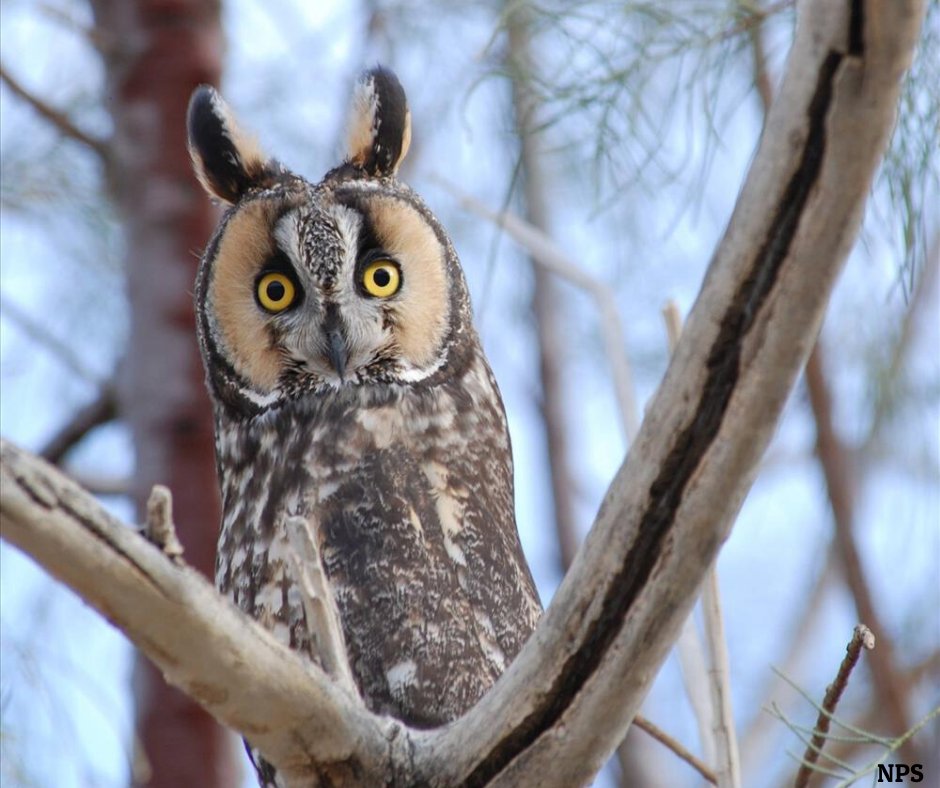 Long-eared Owl