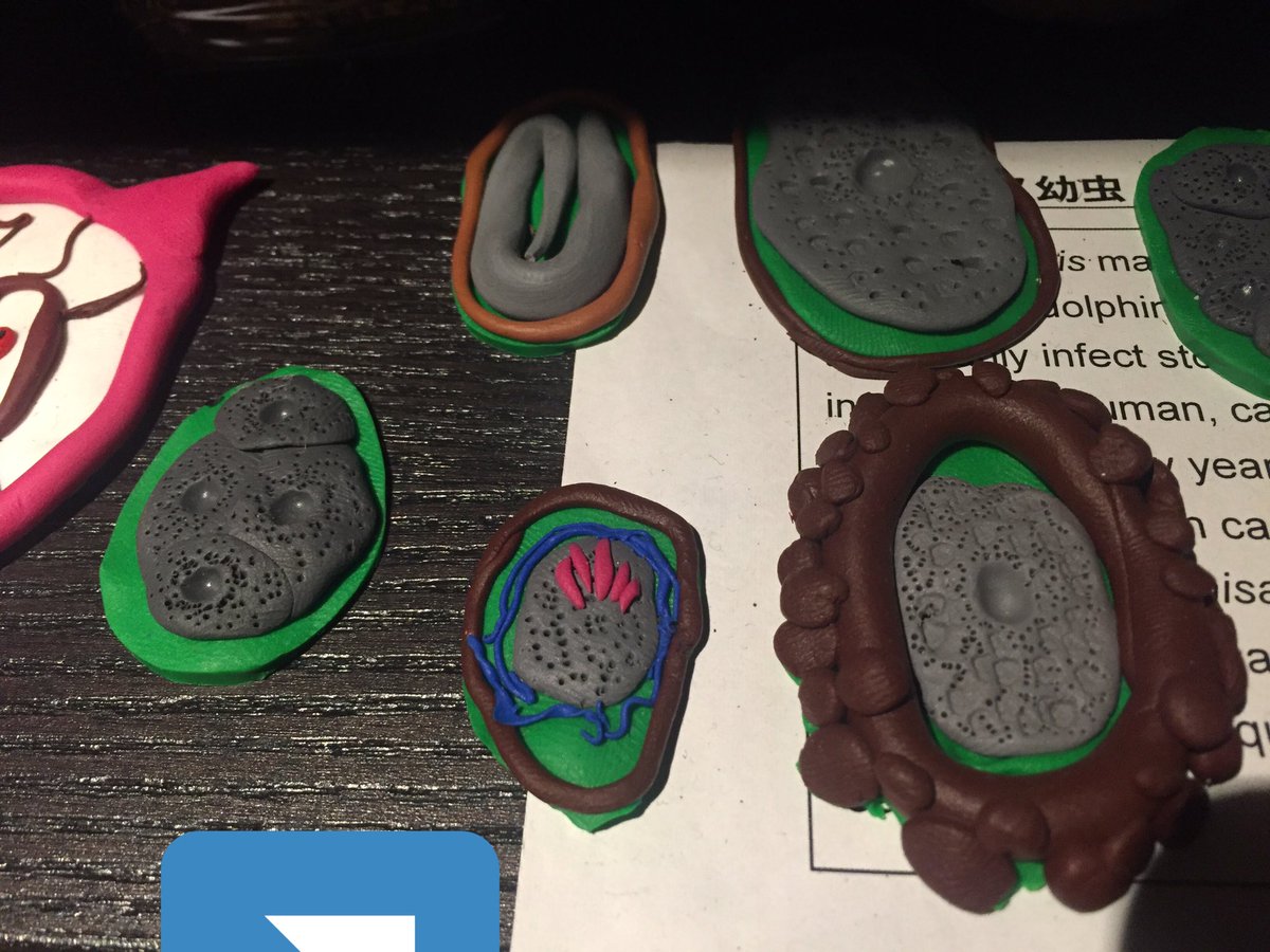 pipoulou_kgb's tweet photo. @ParasiteGal @Pathologists @JMGardnerMD @mayocliniclabs @ASTMH @AmSocParasit @LSHTM #parasitology #pathart #DIY #infectiousdisease #infectiouspath @ParasiteJournal @SEAP_Art @SEAP_IAP @MPathyart @WBParaSite @BSPparasitology @UTParasitePulse @MoiParasite This egg from my hand maid collection of parasite/eggs ... 😉 https://t.co/7STgiHuZ6B