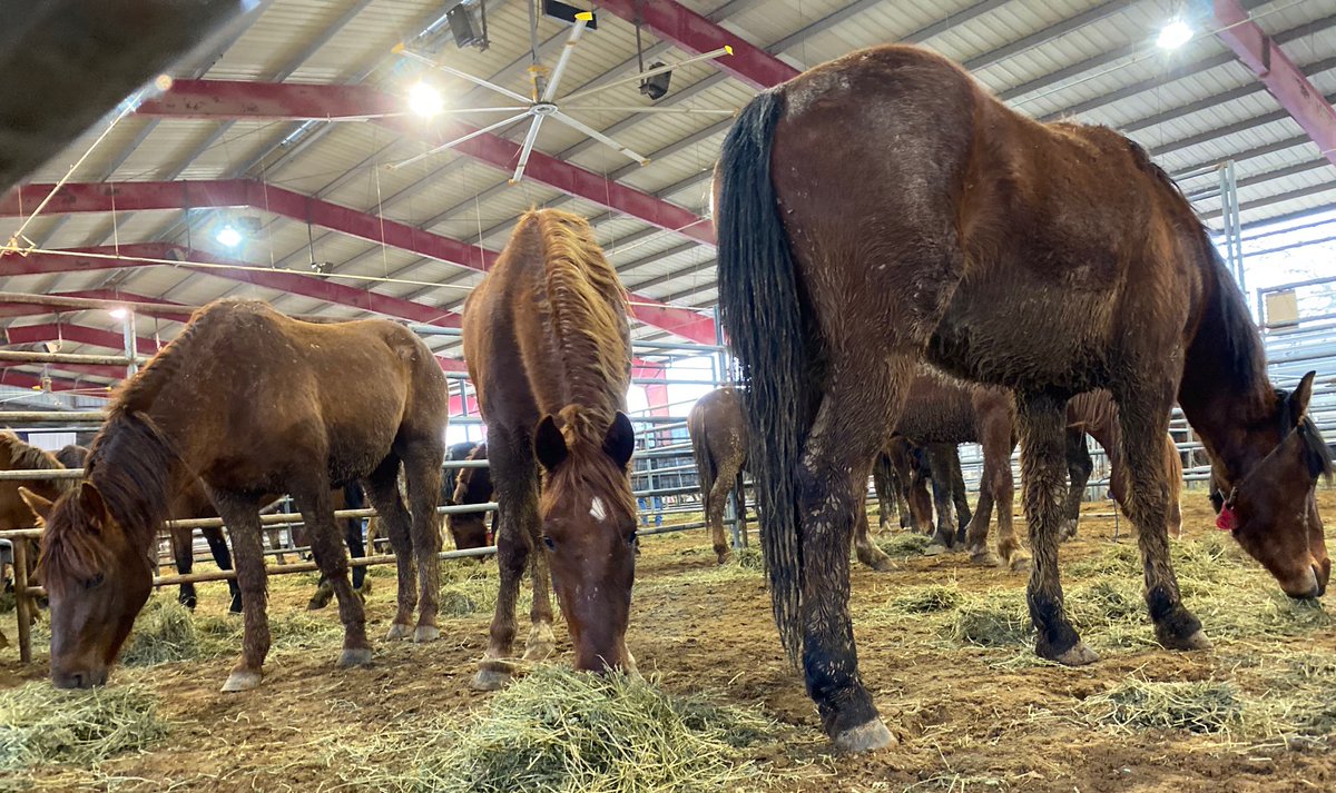 Close up of horses eating hay. 