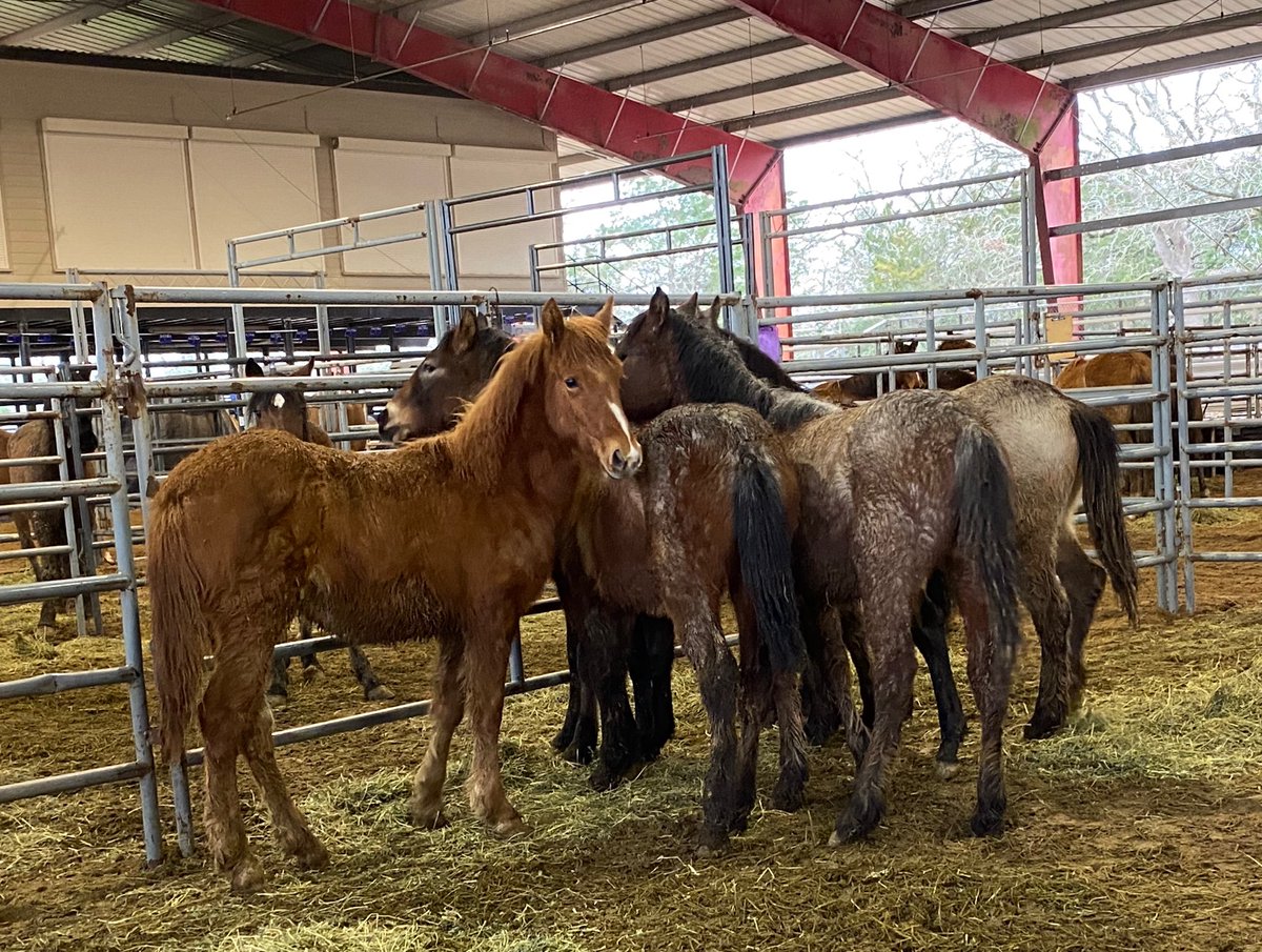 Several horses in a pen. 