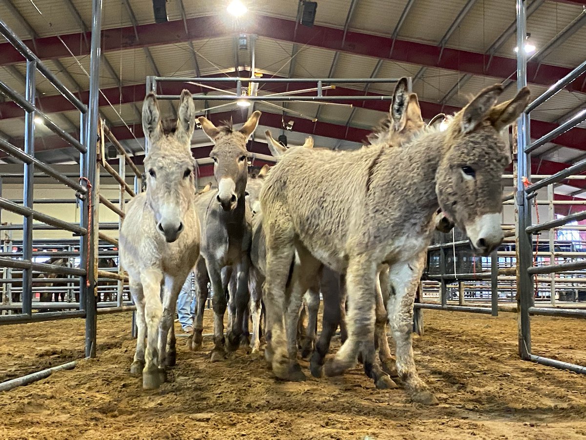 Wild burros walking down an alley. 
