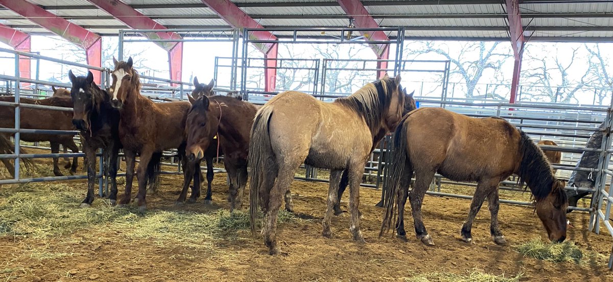 Several horses standing in a pen. 