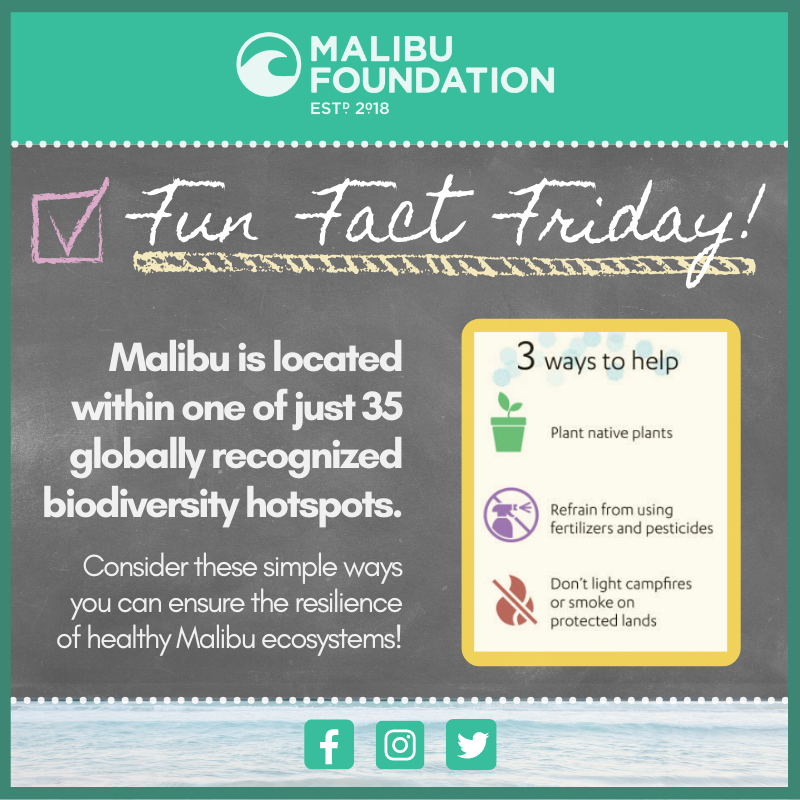 Malibu Foundation tweet media