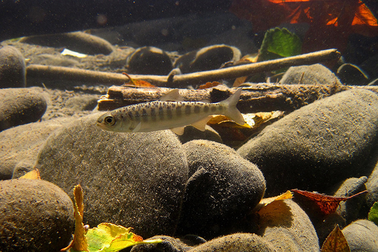 Forested wetlands serve as important nursery habitat for juvenile chinook salmon, among other species.