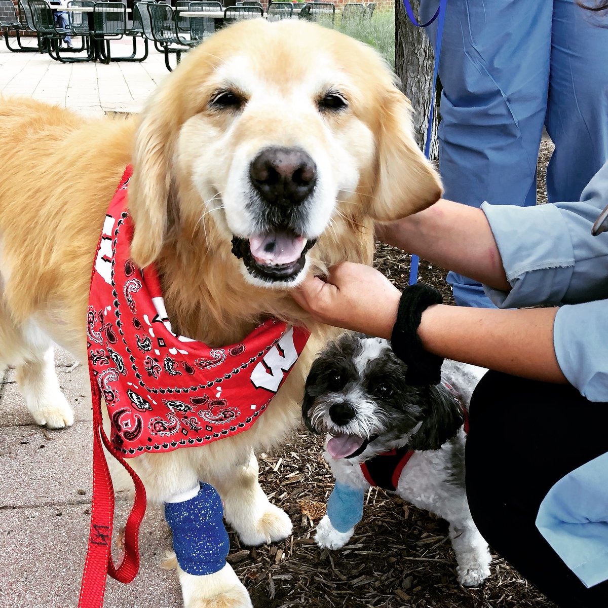 UWMadison's tweet image. That #FridayFeeling when @uwvetmed is helping you fight canine cancer ❤️

go.wisc.edu/wtscout

#PetsMakeADifference #ThanksUWVetMed