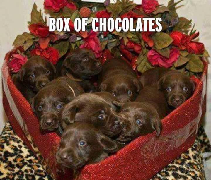 Valentine's Weekend Specials - Visit presidentiallimo.net and call us at 410-788-4737.