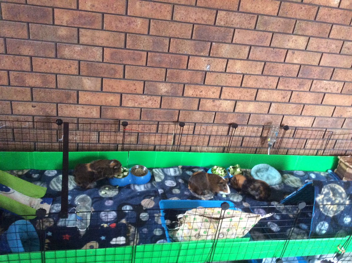 Neish39's tweet photo. Boys back in their normal cage π
#guineapigs #guineapig #cccage #guineapigcage #guineapigcagesetup #fleeceliners #cageliners https://t.co/ZyVjG0eqAd