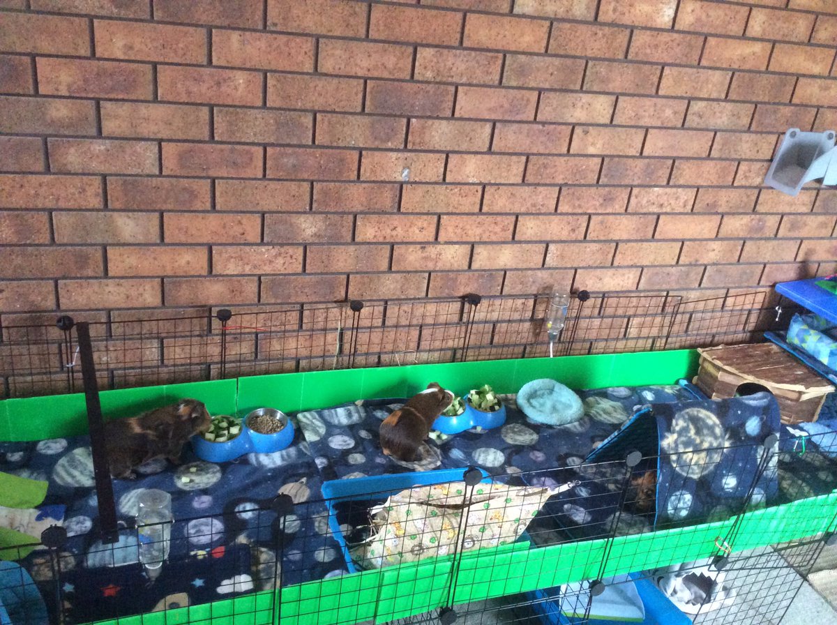 Neish39's tweet photo. Boys back in their normal cage π
#guineapigs #guineapig #cccage #guineapigcage #guineapigcagesetup #fleeceliners #cageliners https://t.co/ZyVjG0eqAd