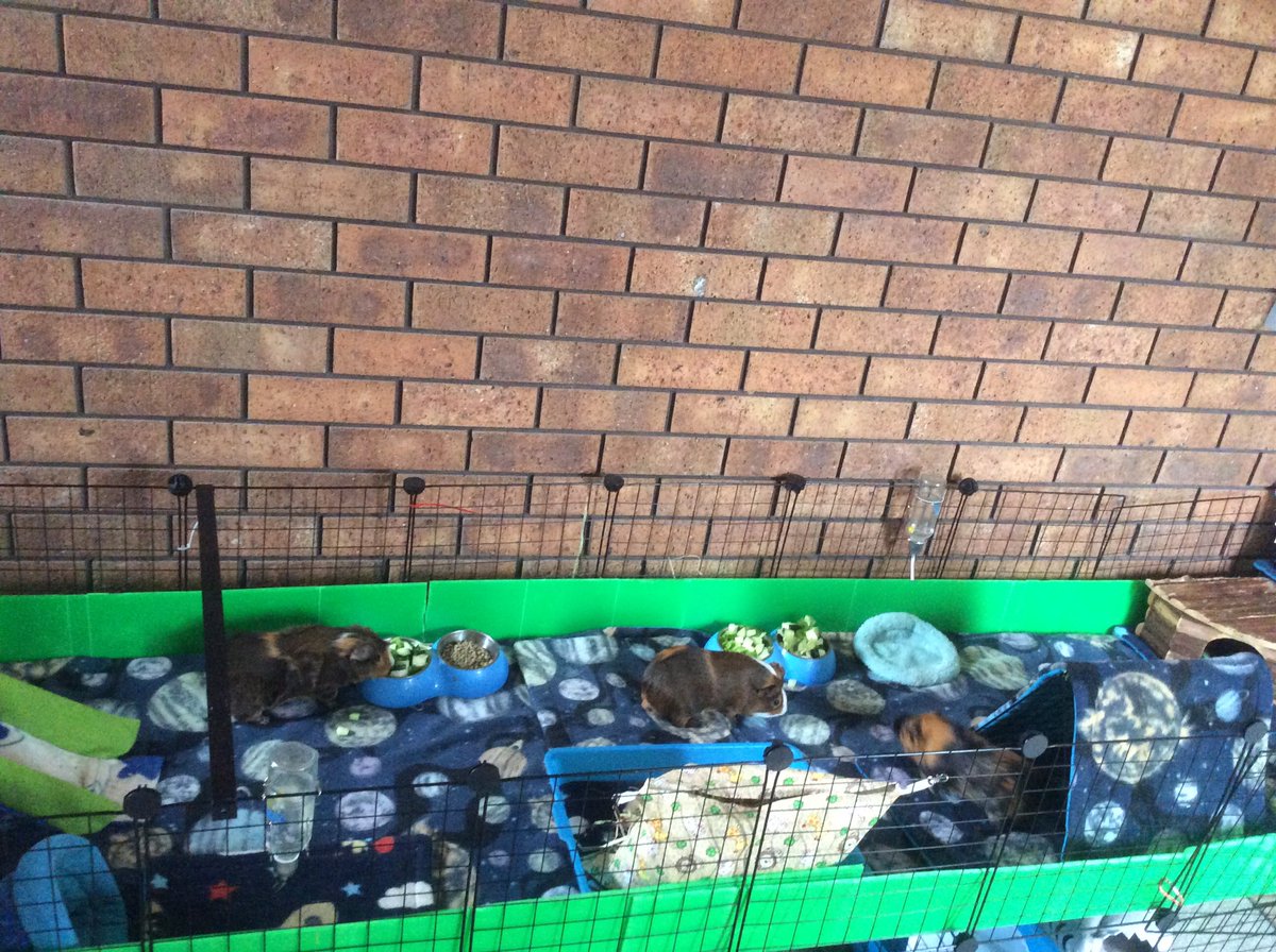 Neish39's tweet photo. Boys back in their normal cage π
#guineapigs #guineapig #cccage #guineapigcage #guineapigcagesetup #fleeceliners #cageliners https://t.co/ZyVjG0eqAd