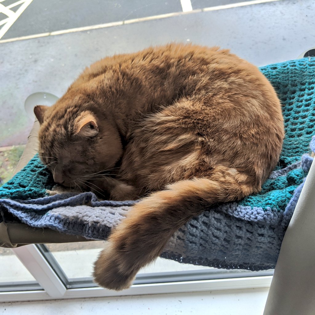 Bilbo curls up on his window bed soundly asleep in a spiral, with his tail hanging off the side. He says "it's going to be okay!"
